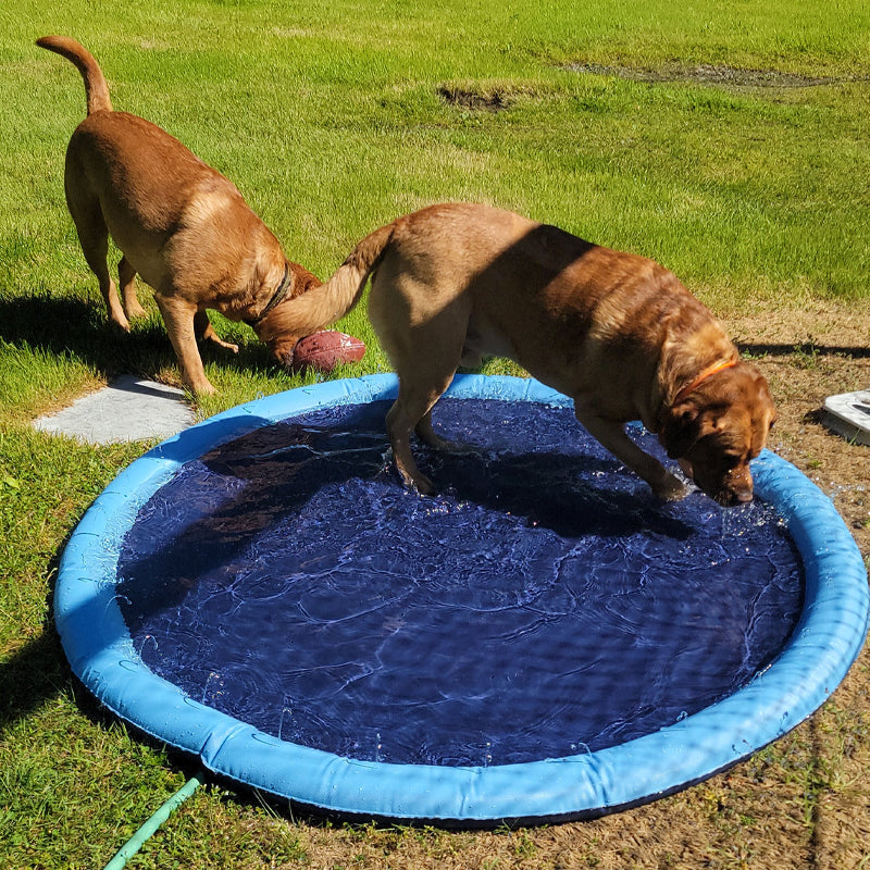 Brehn | Hund Sprinkler Pool 59''x59''