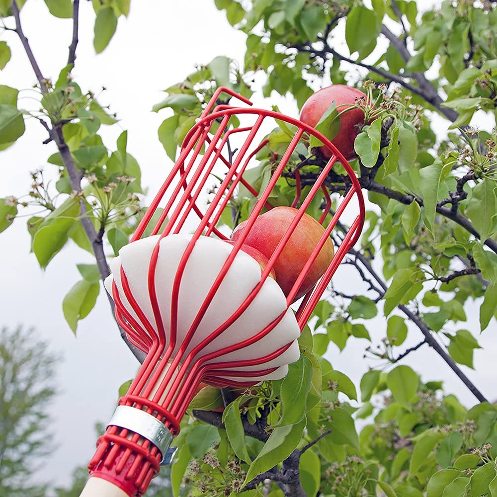 Früchtepflücker Werkzeug | Brehn
