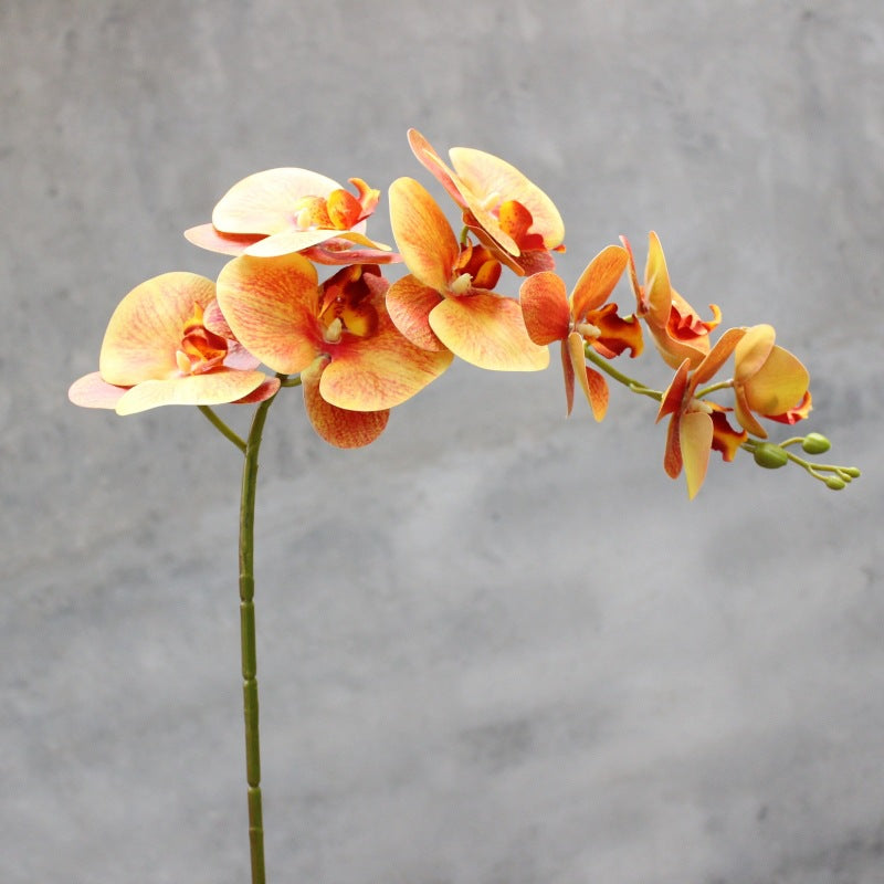 Dekorativer blühender Orchideenstiel