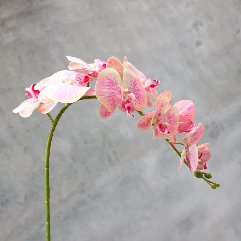 Dekorativer blühender Orchideenstiel
