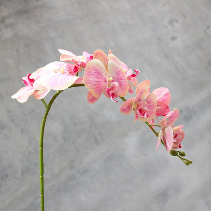 Dekorativer blühender Orchideenstiel