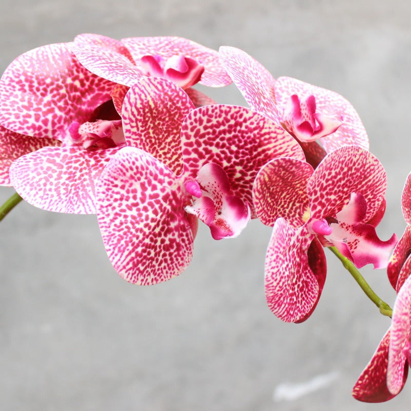 Dekorativer blühender Orchideenstiel