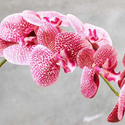Dekorativer blühender Orchideenstiel