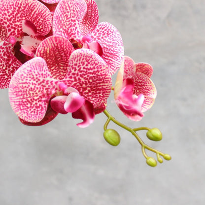 Dekorativer blühender Orchideenstiel