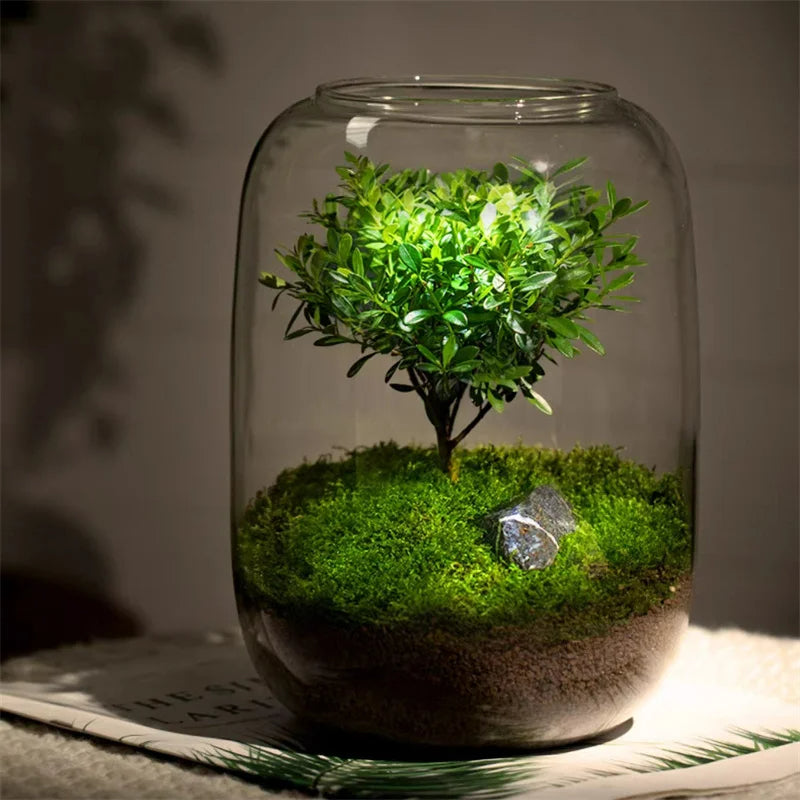 Micro Landschaft Grüner Oase Glasvase | Brehn