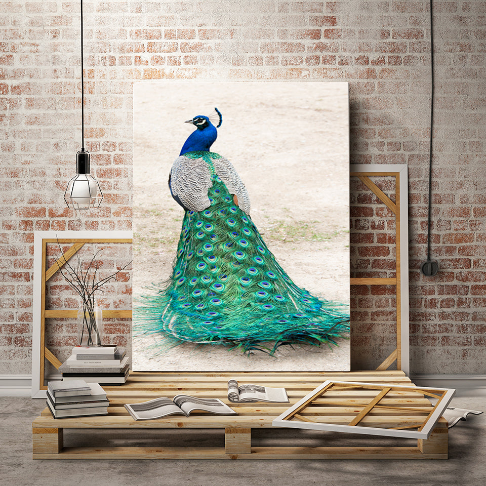 Eleganter Pfau im Rock – Leinwandbild