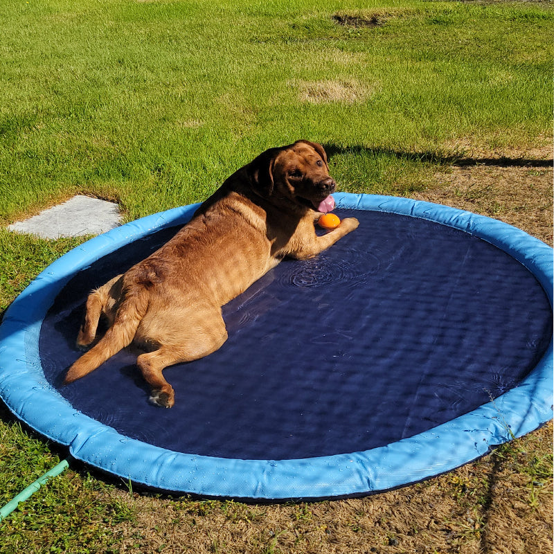 Brehn | Hund Sprinkler Pool 59''x59''