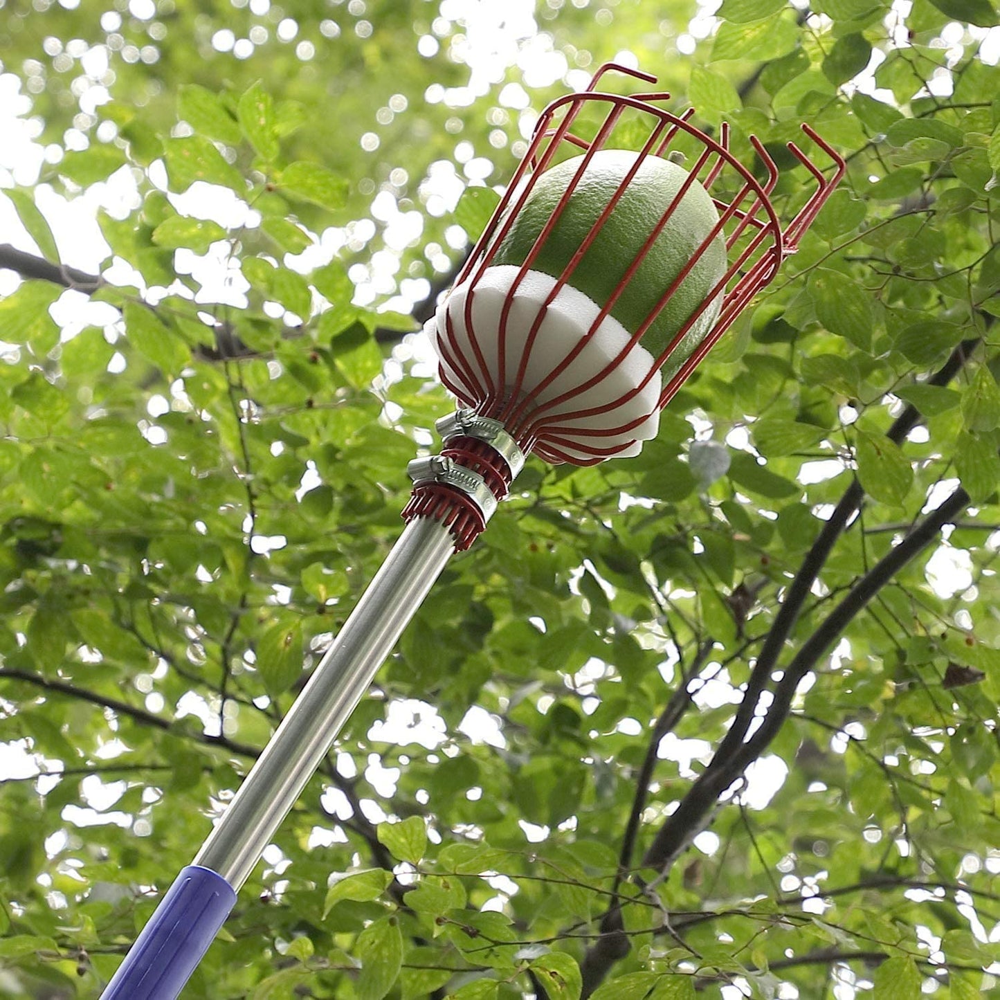 Früchtepflücker Werkzeug | Brehn