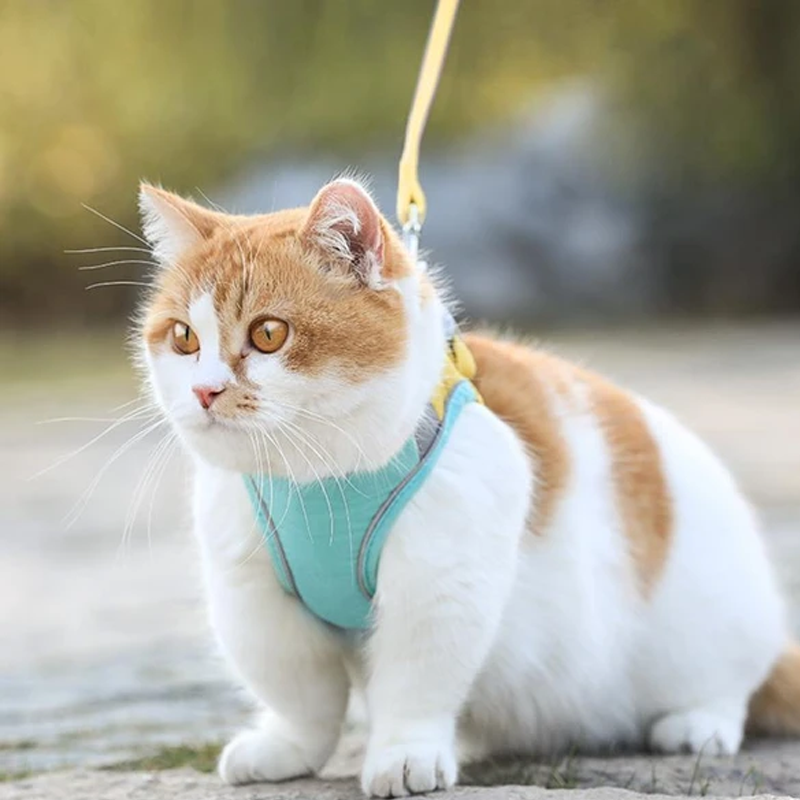Geschirr- und Leinen-Set für Katzen | Brehn