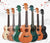 Konzert-Ukulele Brehn