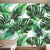 Brehn | Banana Leaf Mural Wallpaper für thailändisches Restaurant, tropische Wanddekoration in Dunkelgrün