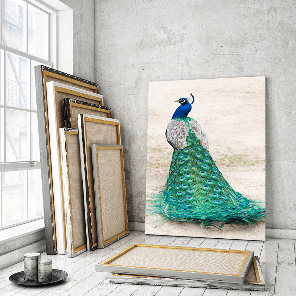 Eleganter Pfau im Rock – Leinwandbild