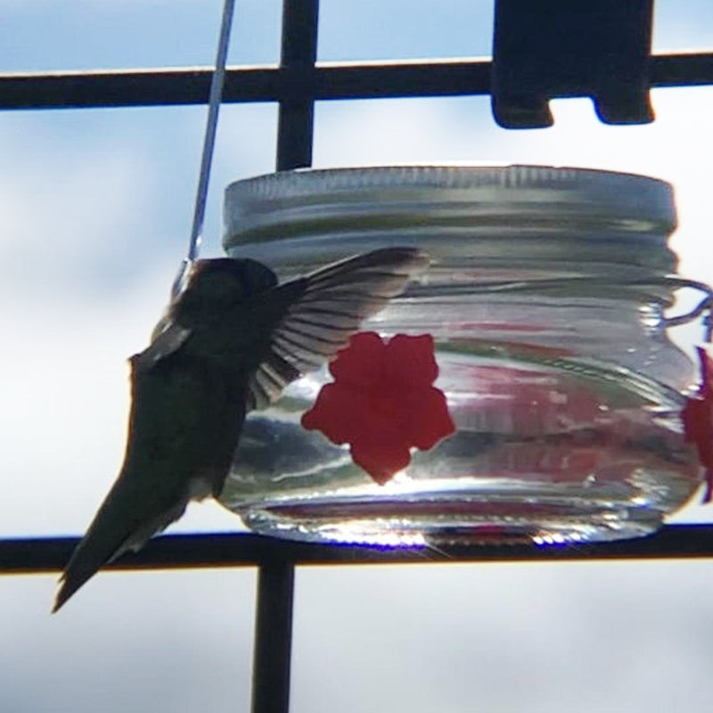 Brehn | Schöner Mason Jar Kolibri-Futterspender