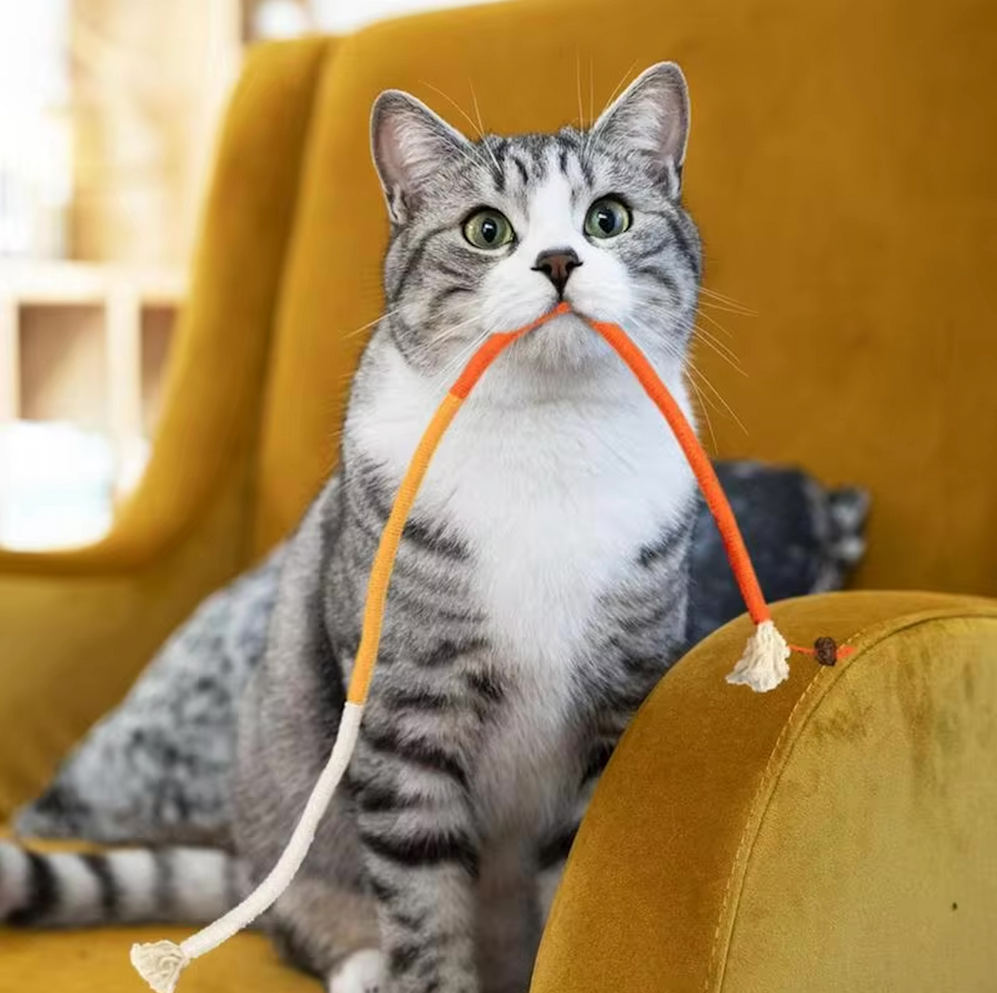 Zahnpflege-Spielzeug für Katzen | Brehn