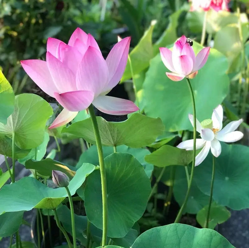 Lotusblumen Samen für Teich & Schüssel – Lassen Sie sie zu Hause leicht blühen