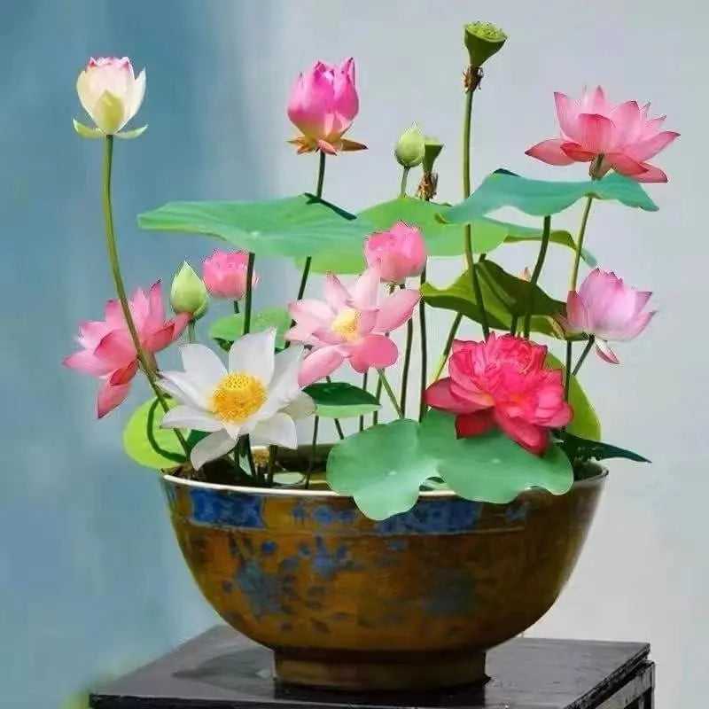 Lotusblumen Samen für Teich & Schüssel – Lassen Sie sie zu Hause leicht blühen