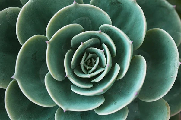 Kaktus Eukalyptus Tropisches Grünes Botanik Wandkunst Fine Art Leinwanddrucke Bilder für Wohnzimmer Küche Esszimmer Wohnkultur