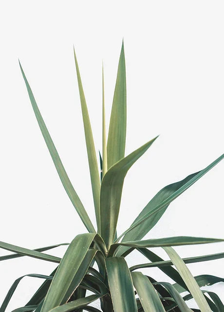 Kaktus Eukalyptus Tropisches Grünes Botanik Wandkunst Fine Art Leinwanddrucke Bilder für Wohnzimmer Küche Esszimmer Wohnkultur