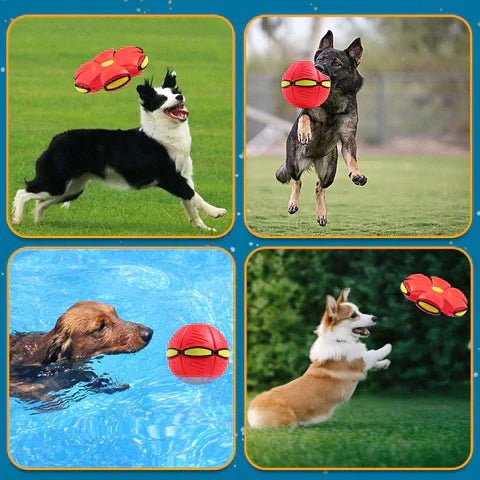 Brehn | BalleChien | Endloser Spaß für Ihren Hund