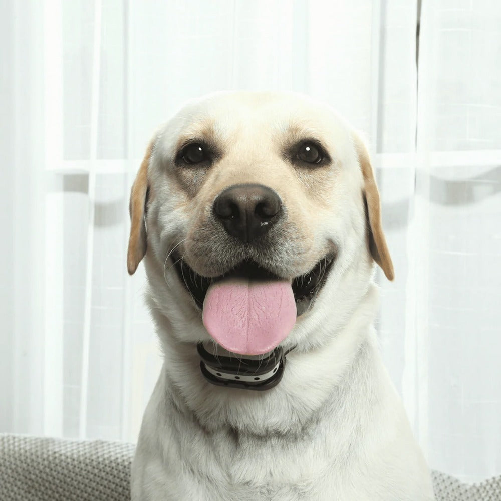 Brehn | SafeZone - Wireless Dog Kennel & Training Collar | Pet-Friendly Correction Methods | Rechargeable & Waterproof