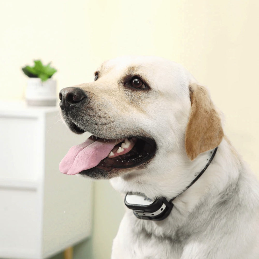 Brehn | SafeZone - Wireless Dog Kennel & Training Collar | Pet-Friendly Correction Methods | Rechargeable & Waterproof