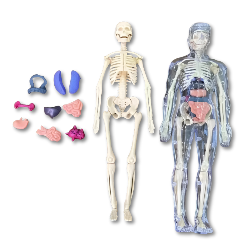 Brehn | BodyQuest