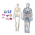 Brehn | BodyQuest