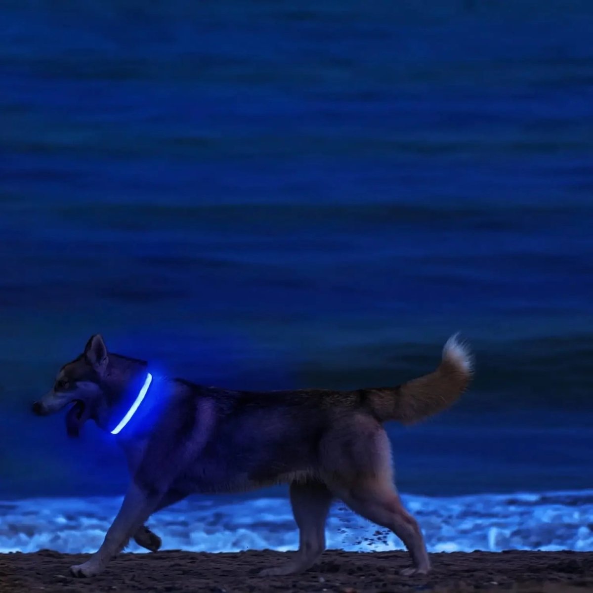 LED-Sicherheitshalsband für Hunde mit verstellbarer Passform