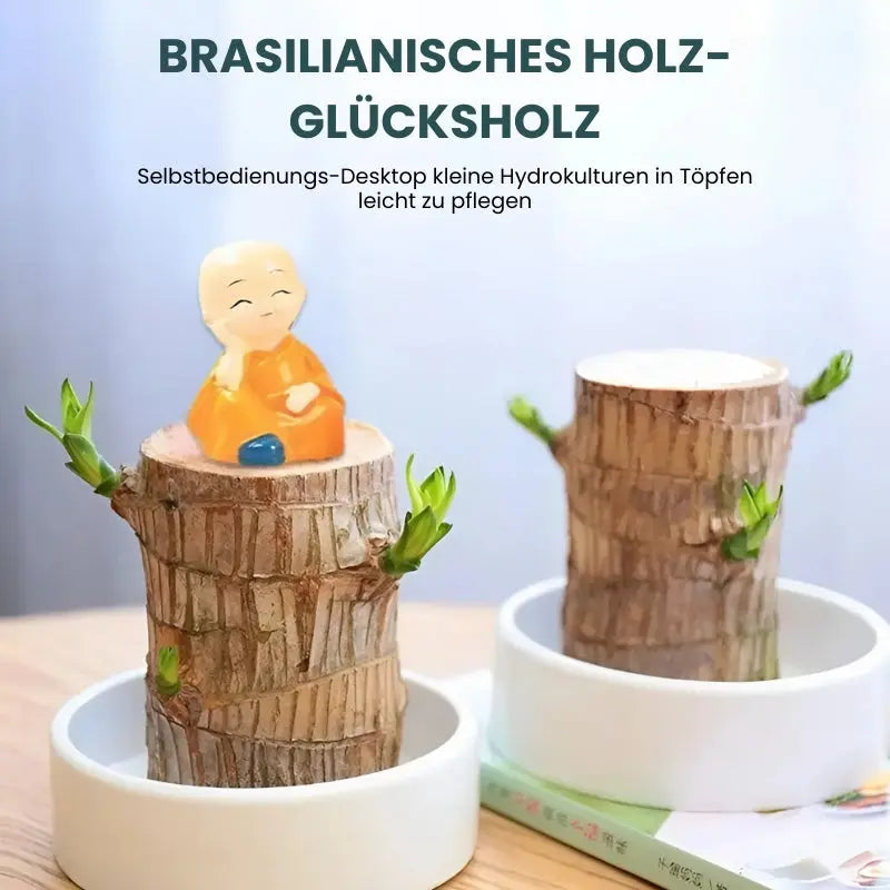 Glücksbringer Brasilholz Topfpflanze – Luftreinigend & Wohlstandfördernd