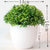 Brehn | Kleine Baumtopf Bonsai Pflanzen