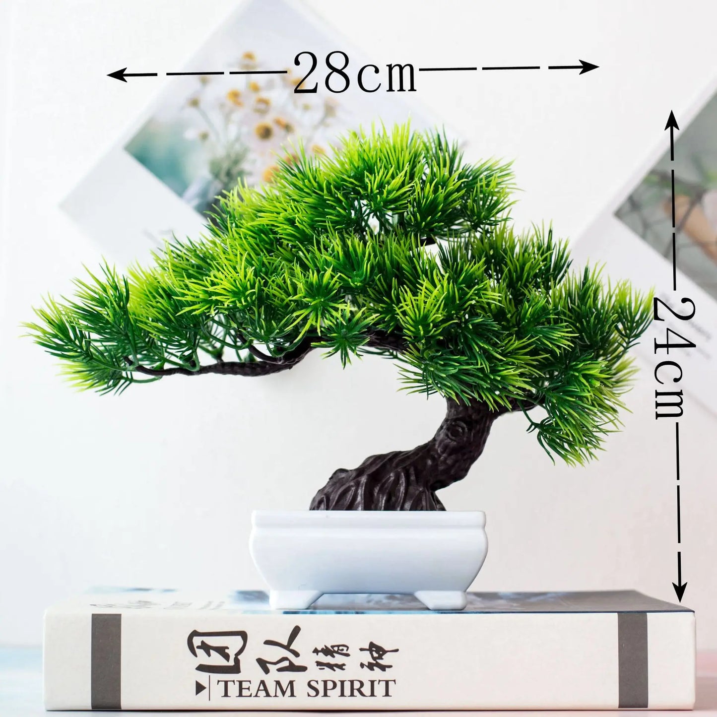 Brehn | Kleine Baumtopf Bonsai Pflanzen