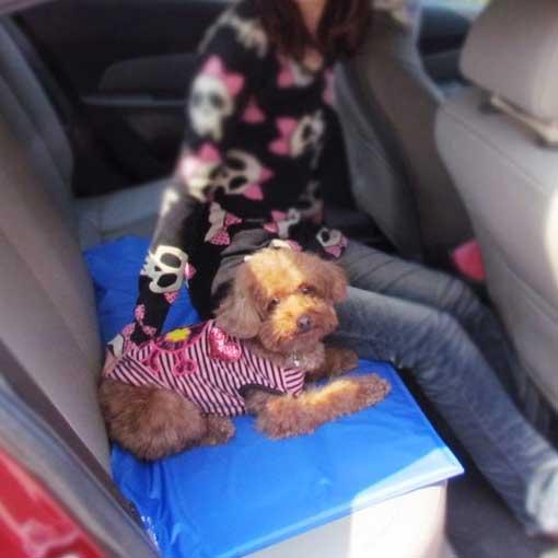 Pet Cooling Mat | Brehn