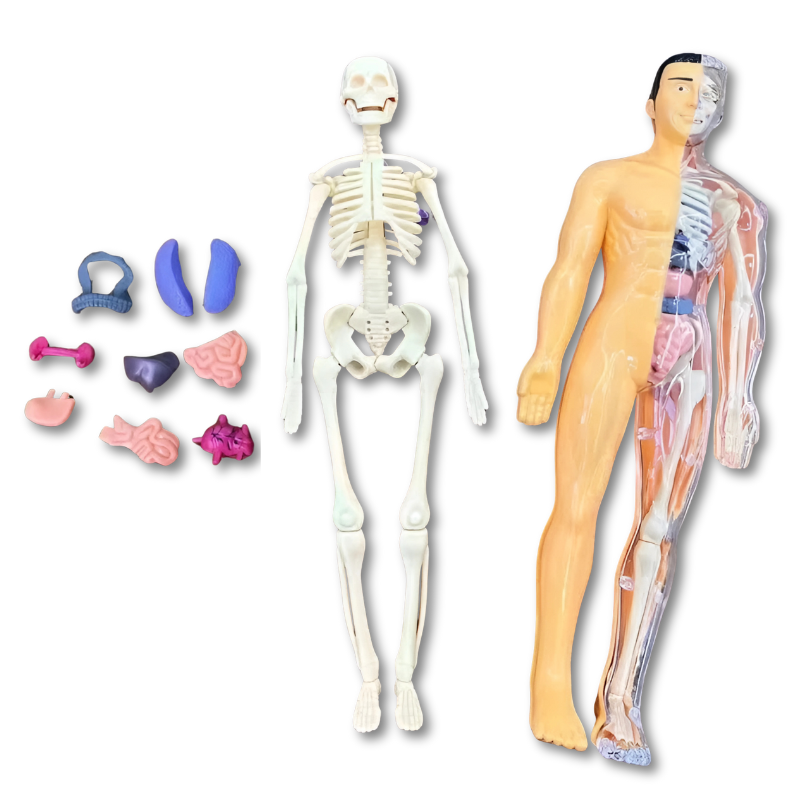 Brehn | BodyQuest