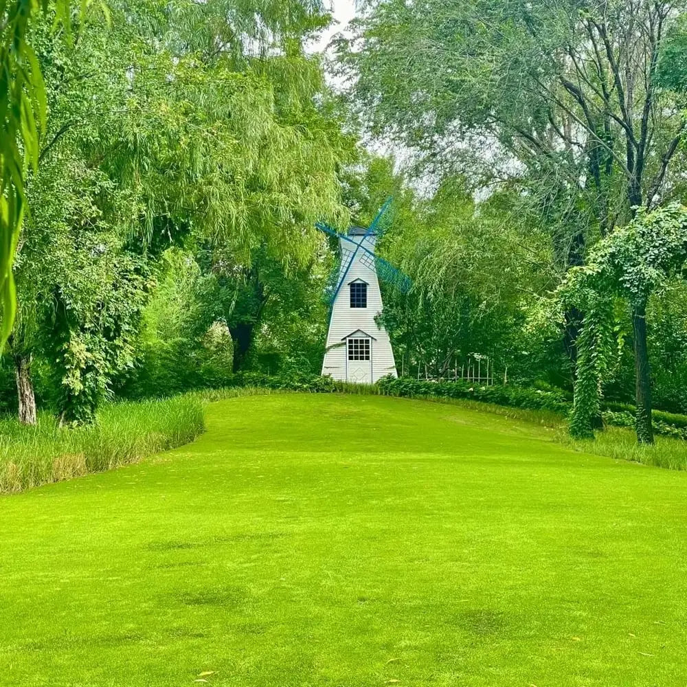 Immergrüne Grassamen – Ein üppiger, grüner Rasen leicht gemacht!