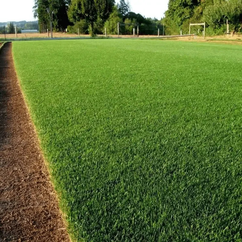Immergrüne Grassamen – Ein üppiger, grüner Rasen leicht gemacht!