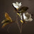 Magnolia Seidenblume | Brehn