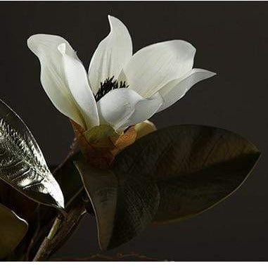 Magnolia Seidenblume | Brehn