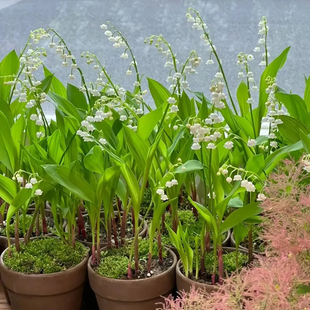 Maiglöckchen Rhizome – Duftend und Pflegeleicht
