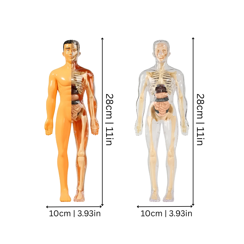 Brehn | BodyQuest
