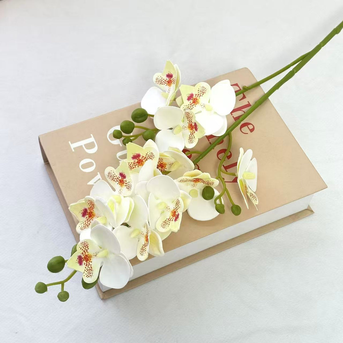 Dekorative Orchidee für die Innenraumgestaltung