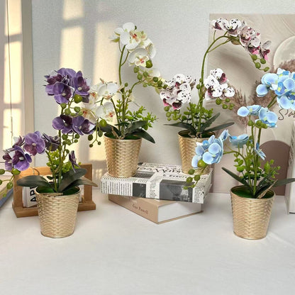 Dekorative Orchideenpflanze für Tischdeko