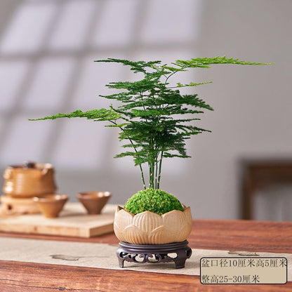 Miniatur Bonsai Pflanze Dekoration