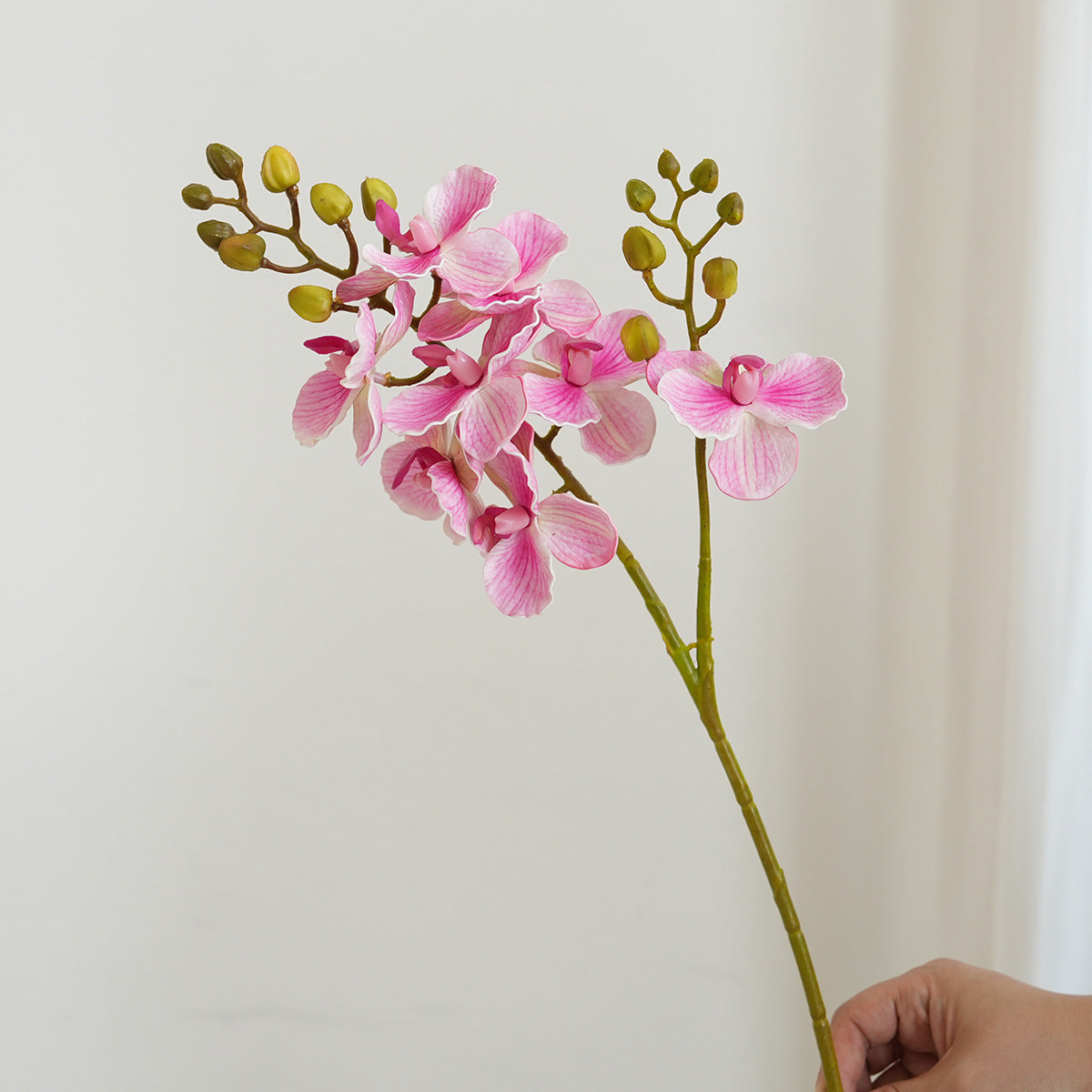 Elegante Orchideen-Stängel Brehn