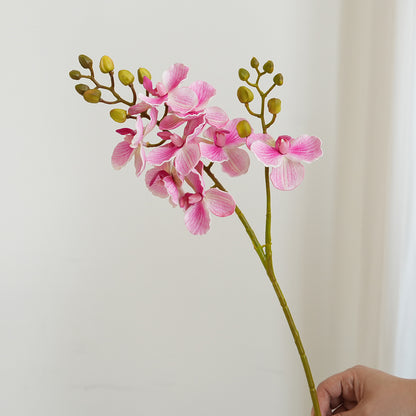 Elegante Orchideen-Stängel Brehn