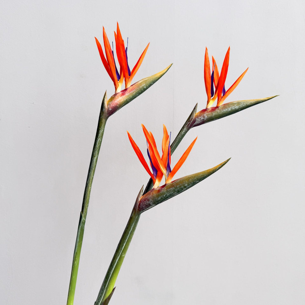 Dekorative Blumenanzeige