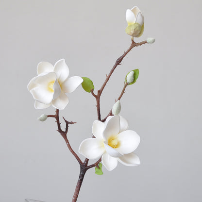 Magnificent Seident magnolia blumenstiel