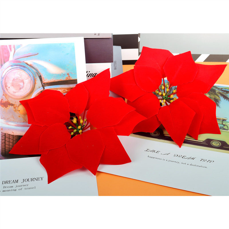 Dekorative Weihnachtsstern Pflanzeneinordnung Brehn