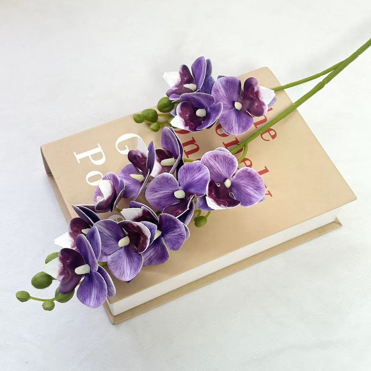 Dekorative Orchidee für die Innenraumgestaltung