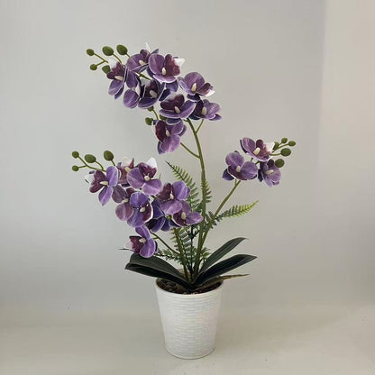Elegante dekorative Orchideenpflanzenarrangement für die Heimdekoration