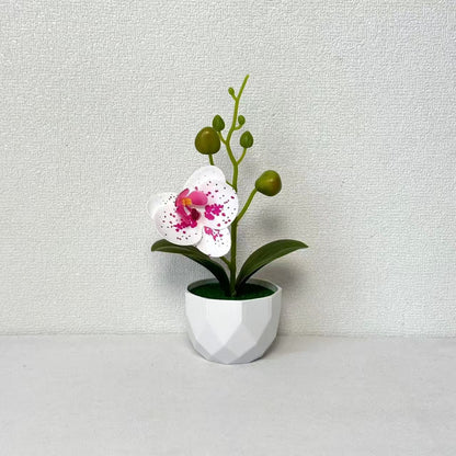 Orchideenpflanzenarrangement